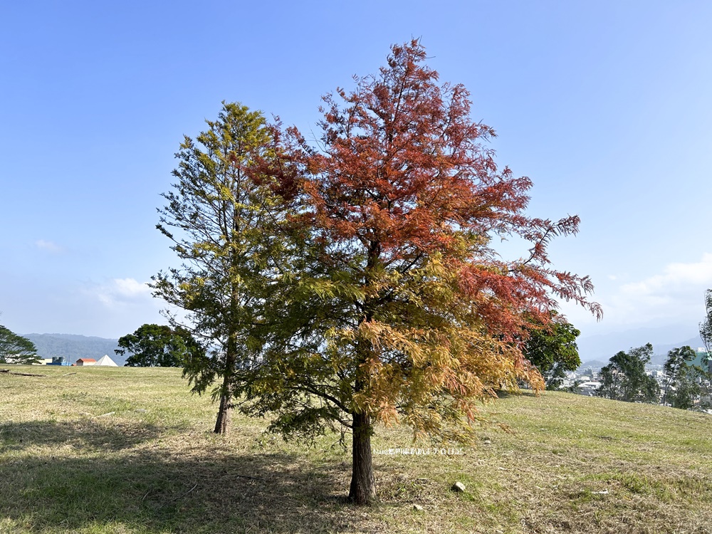 《新竹竹東旅遊》樹杞林特色公園後山落羽松.小而美隱藏版秘境(臨近竹東鎮立幼兒園) - 第4張圖 《新竹竹東旅遊》樹杞林特色公園後山落羽松.小而美隱藏版秘境(臨近竹東鎮立幼兒園)