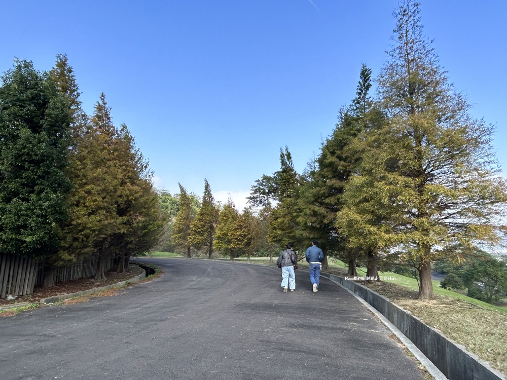 《新竹竹東旅遊》樹杞林特色公園後山落羽松.小而美隱藏版秘境(臨近竹東鎮立幼兒園) - 第6張圖 《新竹竹東旅遊》樹杞林特色公園後山落羽松.小而美隱藏版秘境(臨近竹東鎮立幼兒園)