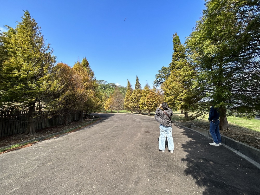 《新竹竹東旅遊》樹杞林特色公園後山落羽松.小而美隱藏版秘境(臨近竹東鎮立幼兒園) - 第7張圖 《新竹竹東旅遊》樹杞林特色公園後山落羽松.小而美隱藏版秘境(臨近竹東鎮立幼兒園)